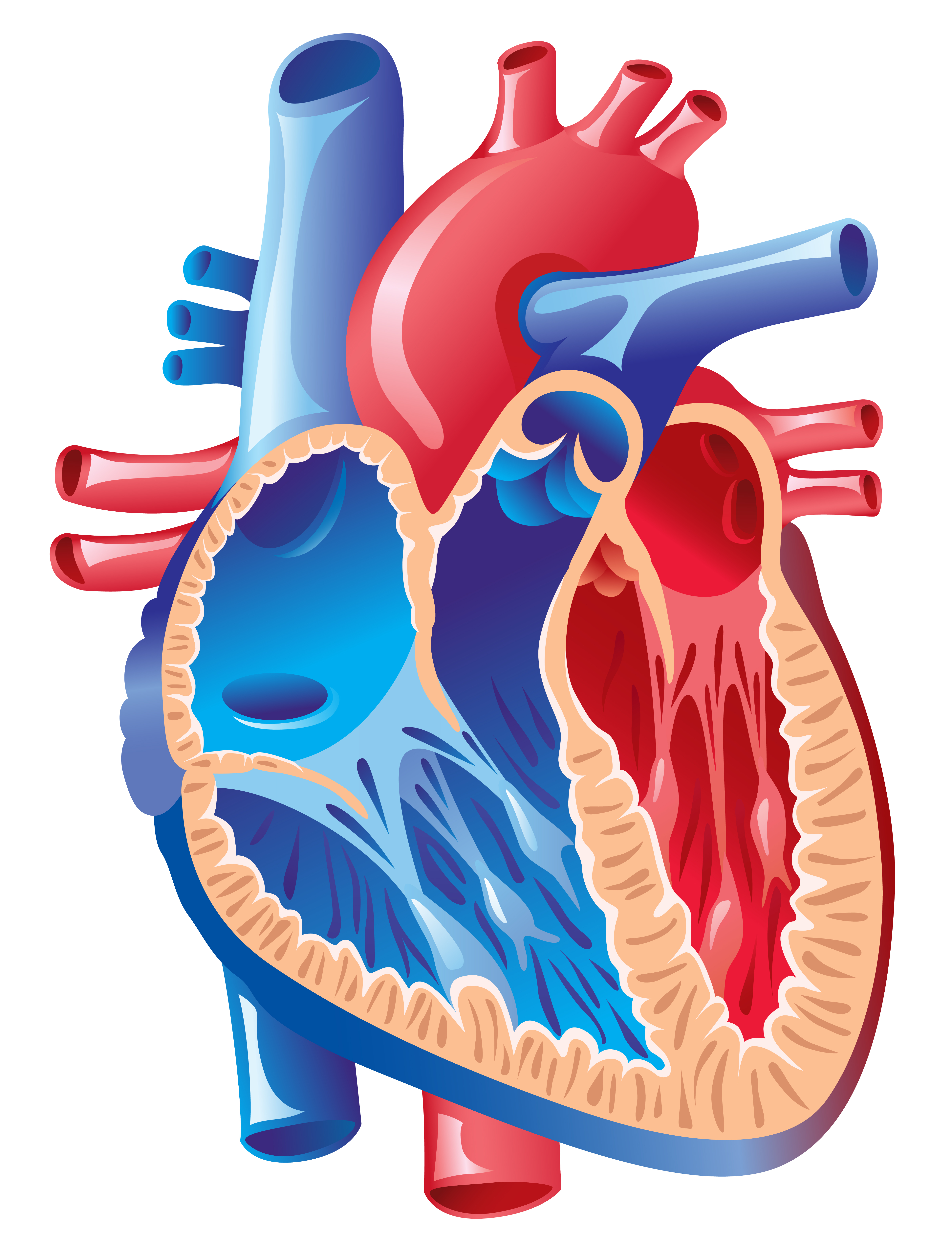 vérnyomás értékek pulzus diastole systole cardiac cycle
