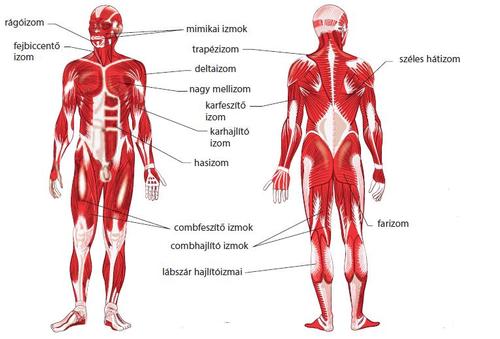 izom szív egészsége 5k)