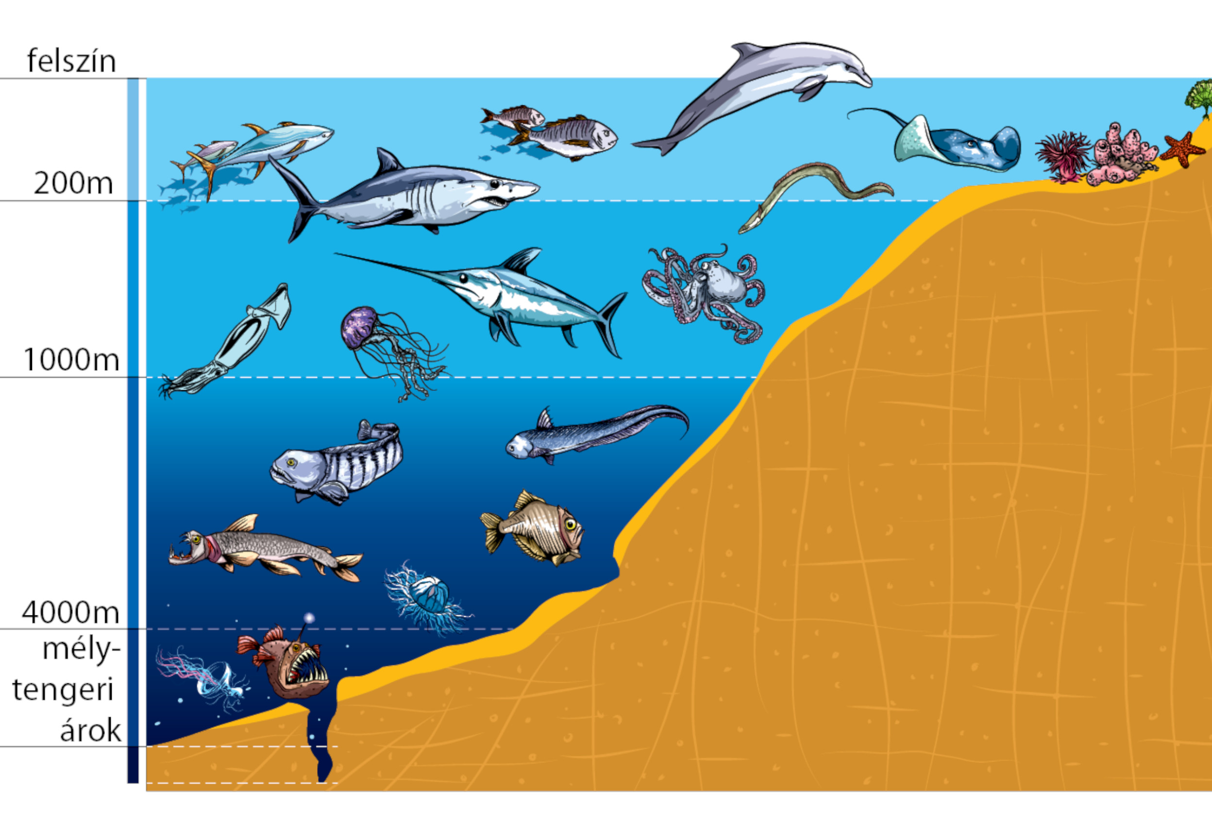 Условия существования живых организмов в океане. Зоны мирового океана и их обитатели. Жизнь организмов в морях и океанах. Слои океана. Обитатели моря по глубине.