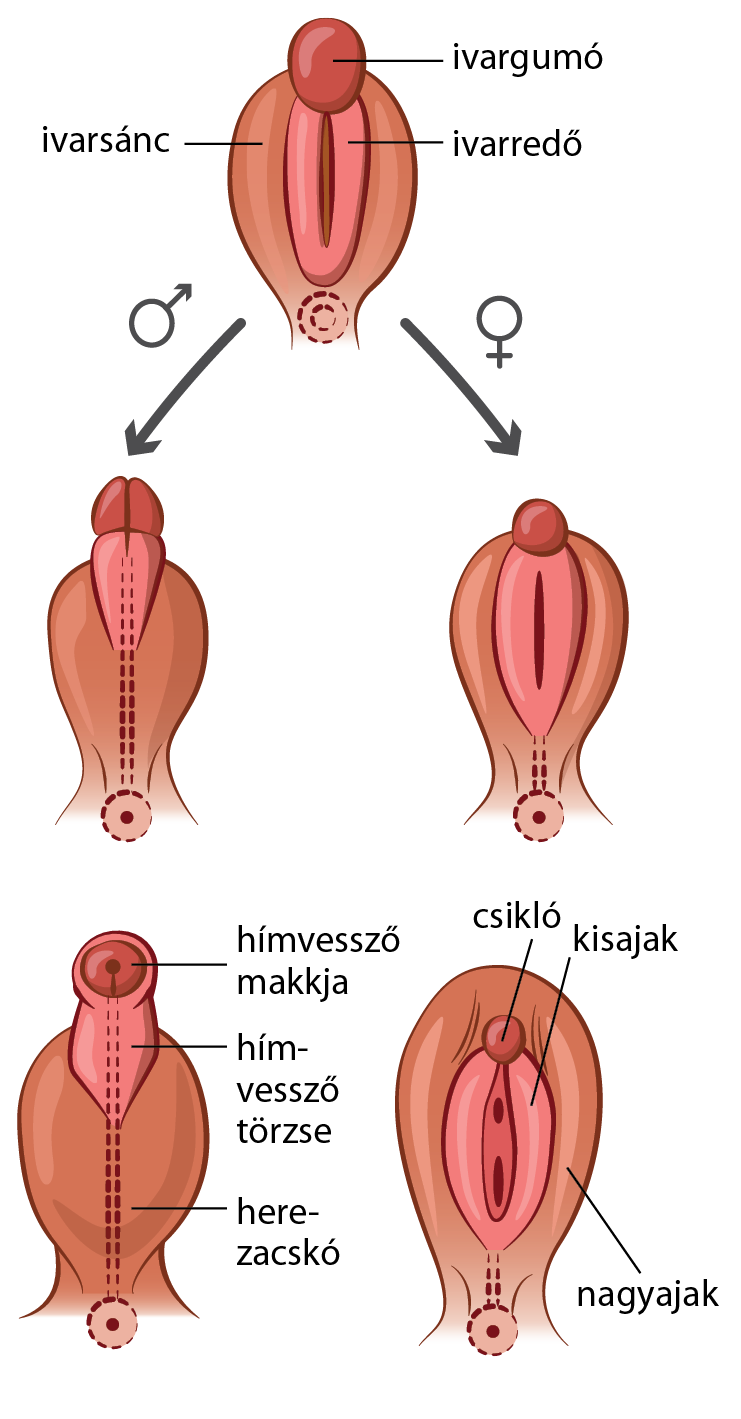 férfi női nemi szervek pénisz