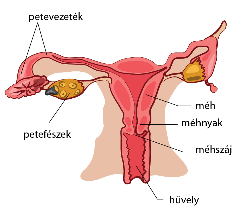 a pénisz megjelenése az erekció során)