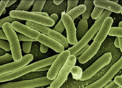 az élelmiszeriparban használt baktériumok