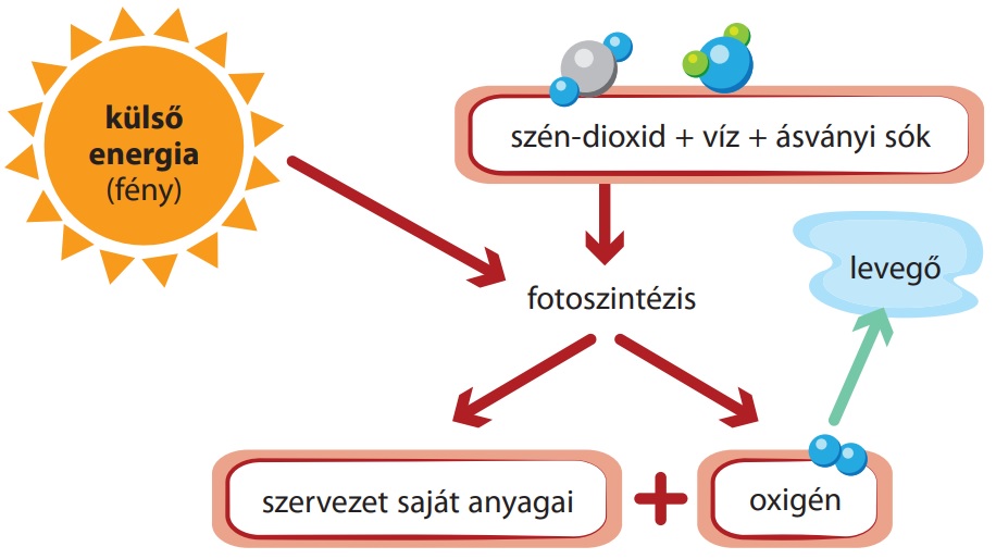 autotróf baktériumok