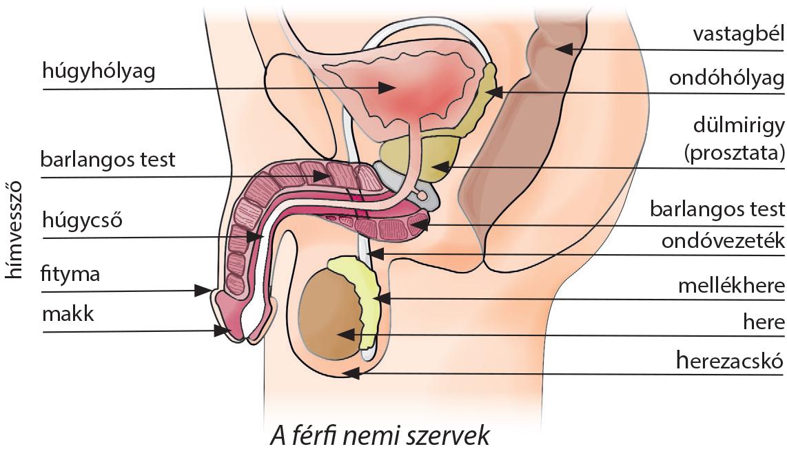férfi erekció mind a pénisz alapja hol van