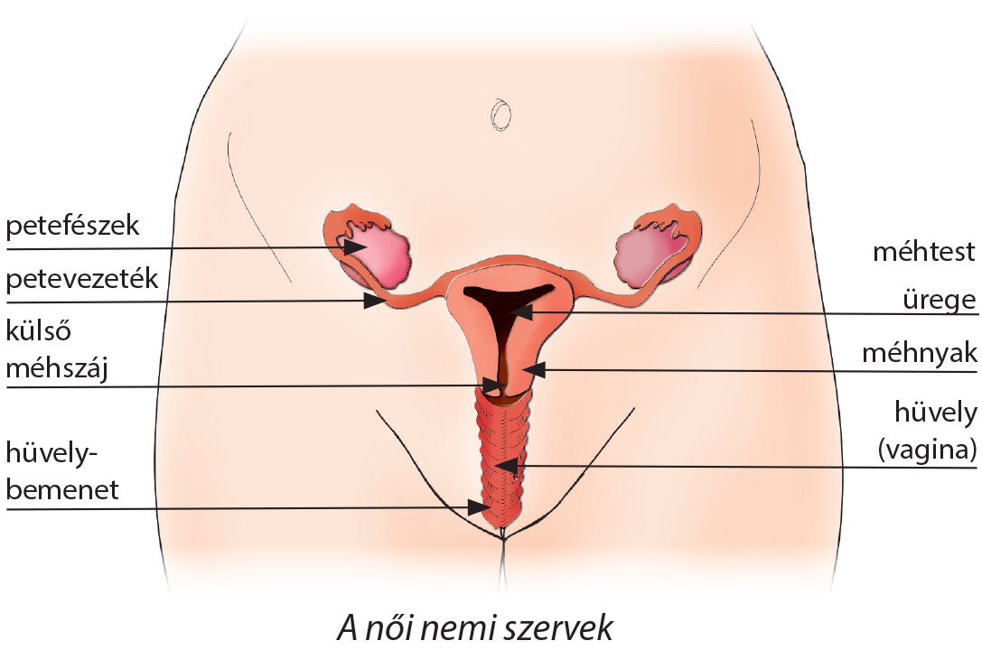 a férfi szerv-erekció szerkezete
