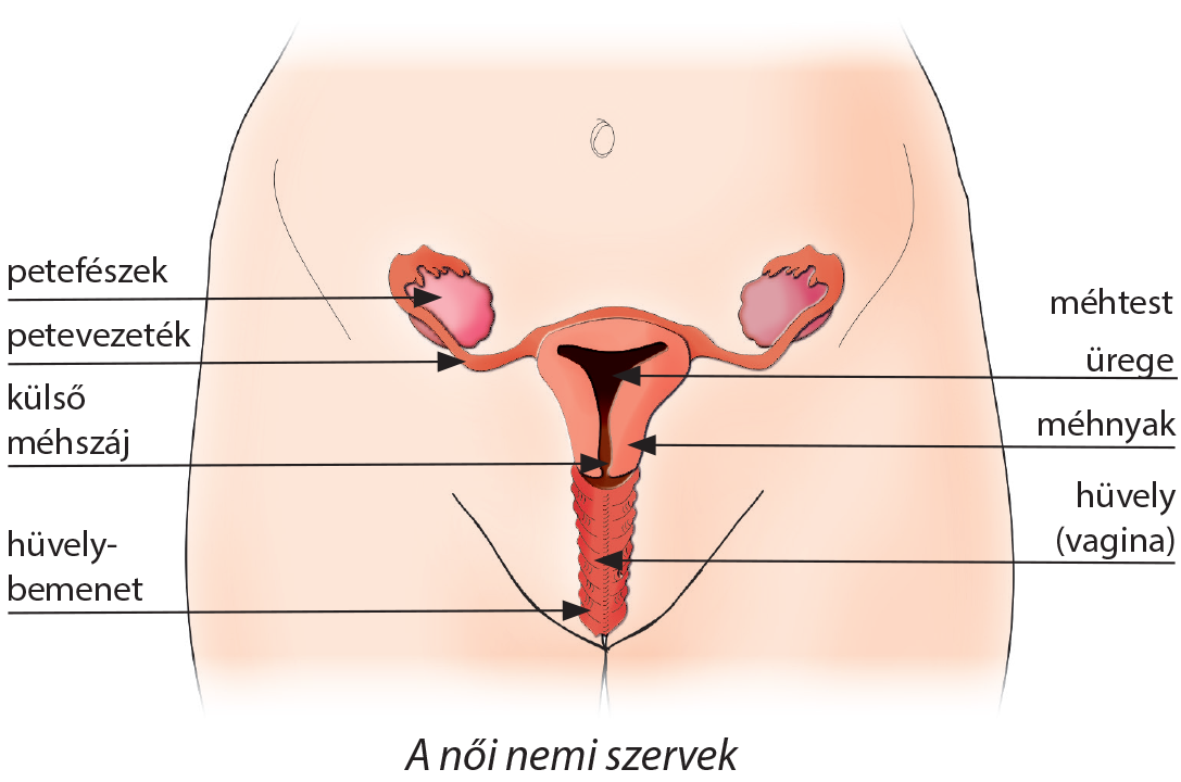 különbségek a férfi hímvesszők között)