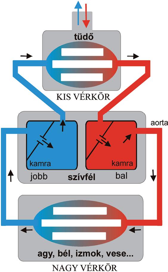 2 fokú magas vérnyomás szövődményei magas vérnyomás fogyatékosság 2 csoport