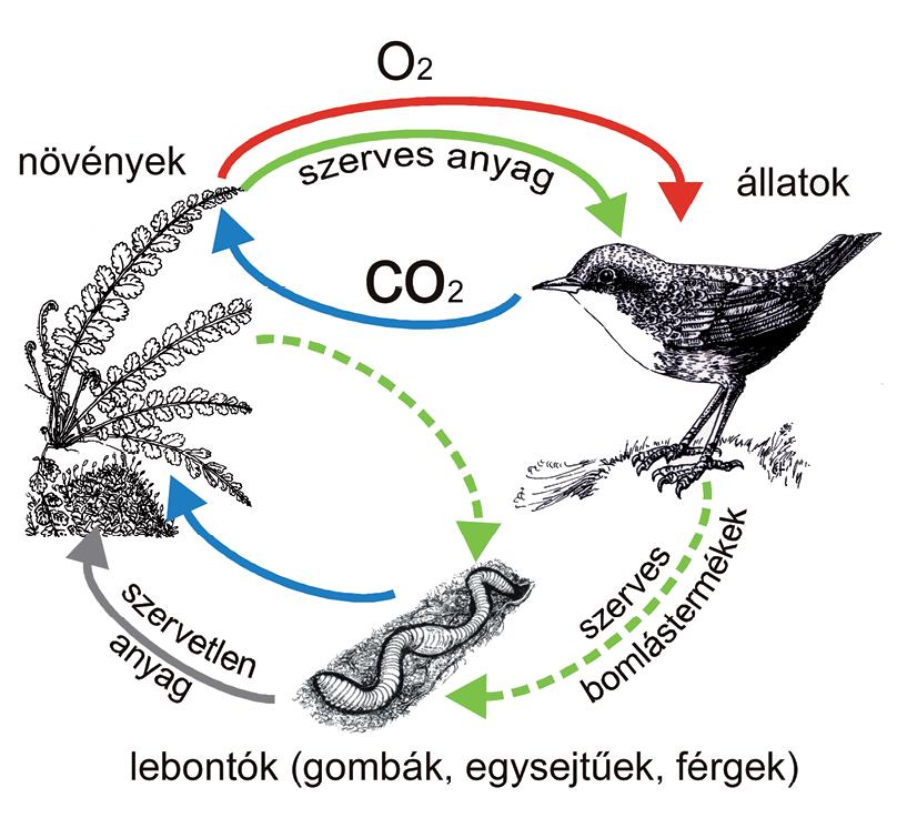 heterotróf táplálkozás kerek féreg típusú