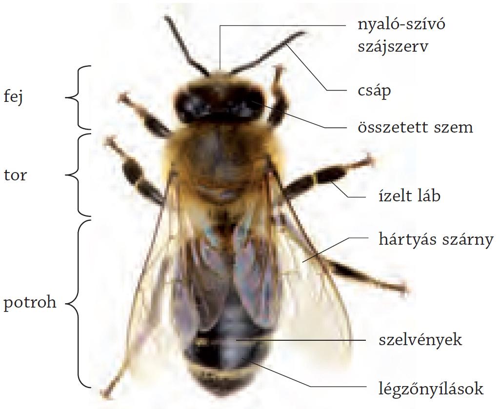 a kezelés 2-es típusú típusú méhek