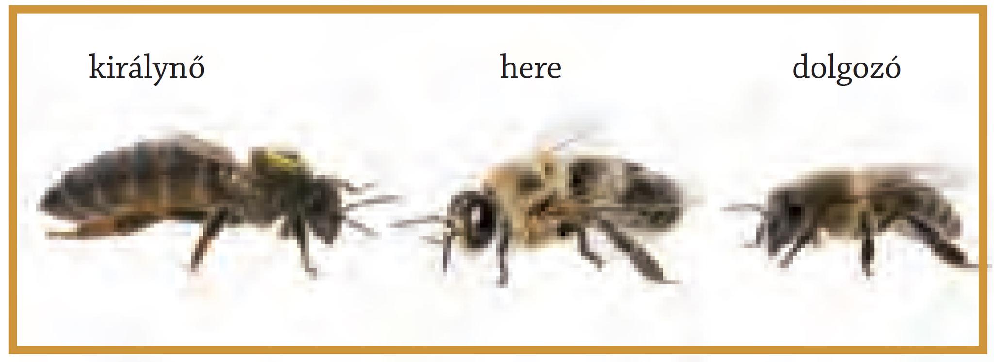 látáskezelés méh pollentel és méh pollentel romlik a látási idő
