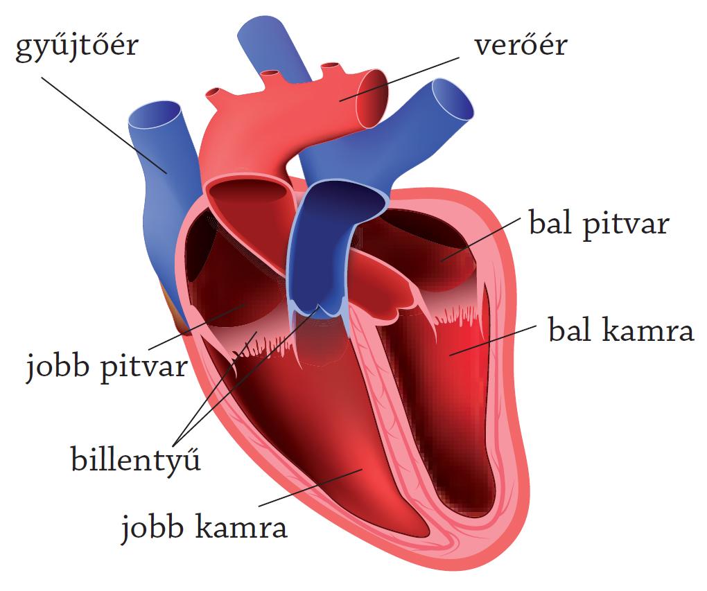 szív tüdő keringés más egészség