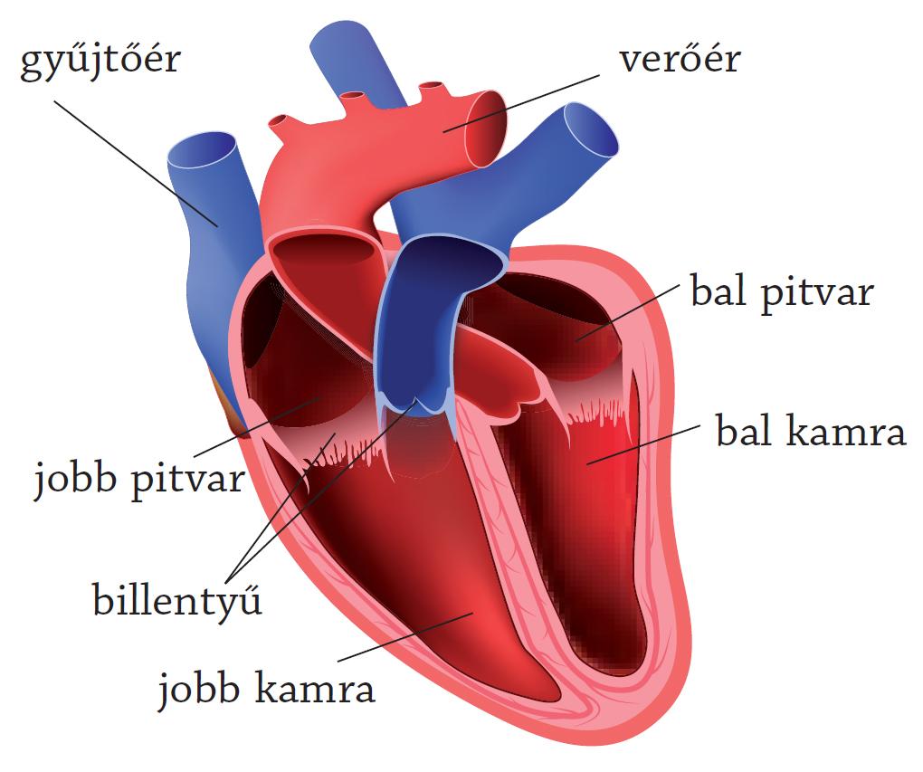 fellendülés a szív egészségéért)