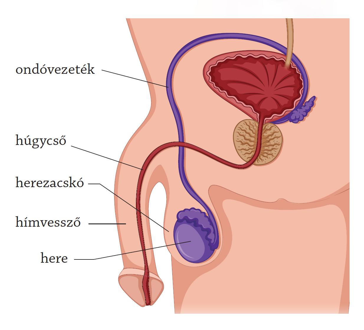 Hímvessző – Wikipédia