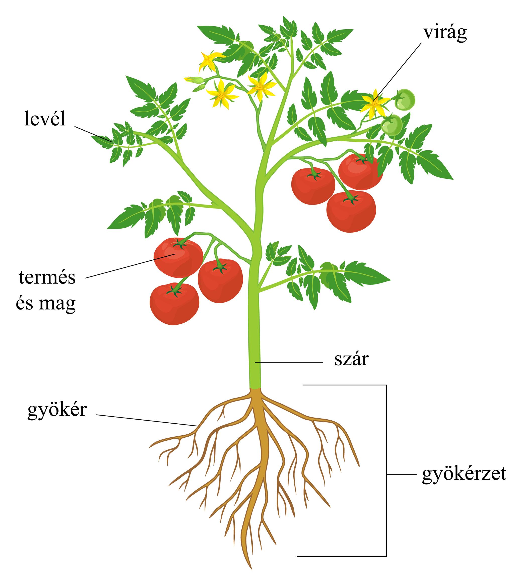 milyen növényi növény)