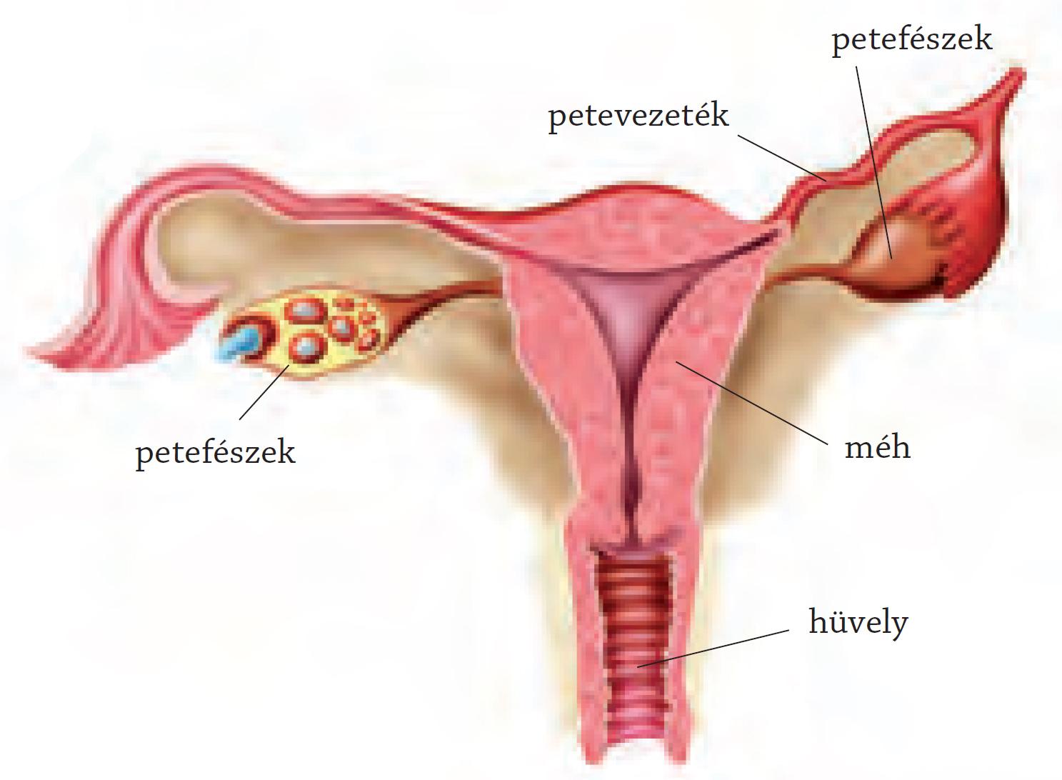 a női emberi üröm reprodukciós szervei)